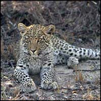 Leopard Cub