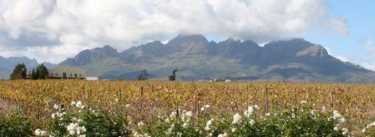 Stellenbosch